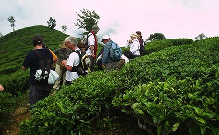 tea estate guided walk